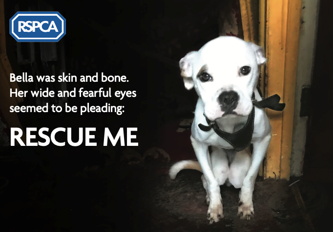 A dog with the following text on the left: Bella was skin and bone. Her wide and fearful eyes seemed to be pleading: Rescue me.